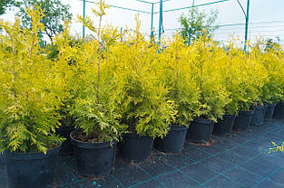 Туя західна Sankist 3 річна, Туя западная Санкист, Thuja occidentalis Sunkist, фото 4