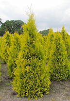 Туя західна Sankist 3 річна, Туя западная Санкист, Thuja occidentalis Sunkist, фото 5