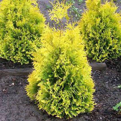 Туя західна Sankist 3 річна, Туя западная Санкист, Thuja occidentalis Sunkist, фото 1