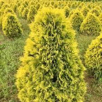Туя західна Sankist 3 річна, Туя западная Санкист, Thuja occidentalis Sunkist, фото 6