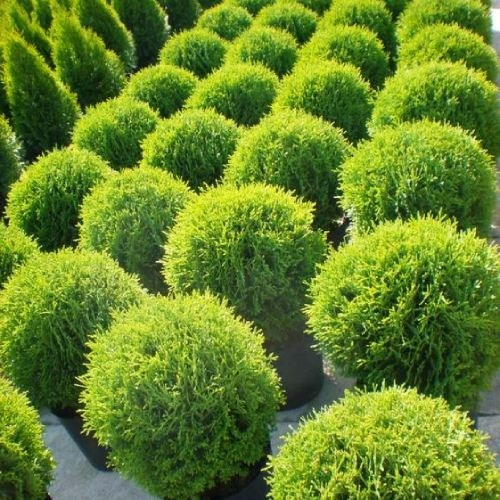 Туя західна Tiny Tim 2 річна, Туя западная Тини Тим, Thuja occidentalis Tiny Tim