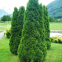 Туя західна Holmstrup 3 річна, Туя западная Холмструп, Thuja occidentalis Holmstrup