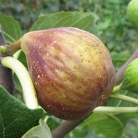 Інжир коричневий "Рандіно"