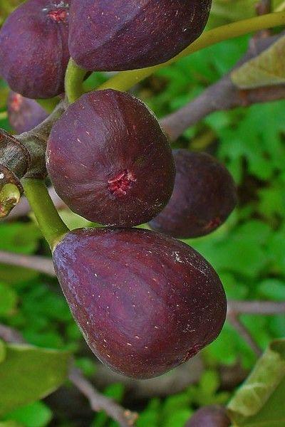 Саджанці інжиру TEXAS EVERBEARING FIG раннього терміну дозрівання ремонтантний, фото 1