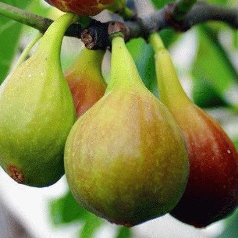 Саджанці інжиру VERDAL середнього пізнього терміну дозрівання, фото 1