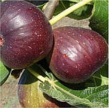 Саджанці інжиру РАНДІНО термін дозрівання середньо поздень, фото 2