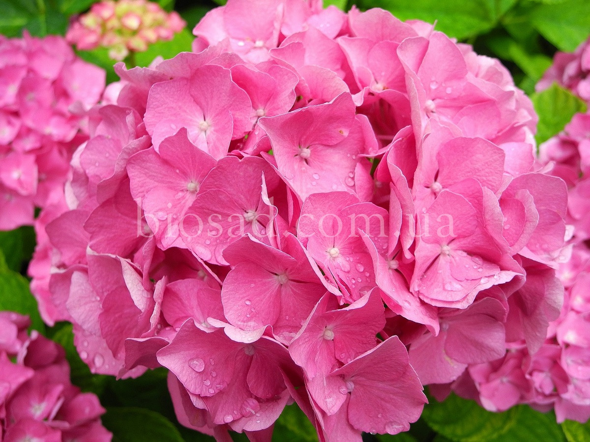 Гортензія Freudenstein (Hydrangea Freudenstein)