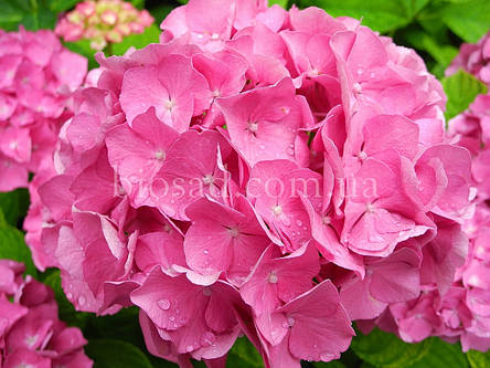 Гортензія Freudenstein (Hydrangea Freudenstein), фото 2