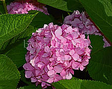 Гортензія Freudenstein (Hydrangea Freudenstein), фото 2