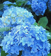 Гортензія Nikko Blue (Hydrangea Nikko Blue), фото 2
