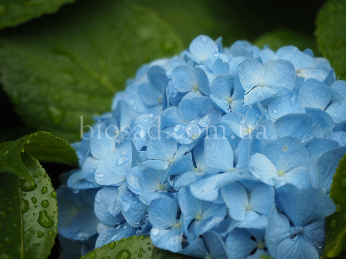 Гортензія Nikko Blue (Hydrangea Nikko Blue)