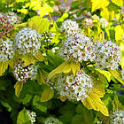 Саджанці Пухироплідника калинолистного Лютеус (Physocarpus opulifolius Luteus) Р9, фото 3