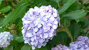 Гортензія Teller Jomary (Hydrangea Teller Jomary)