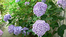 Гортензія Teller Jomary (Hydrangea Teller Jomary), фото 3