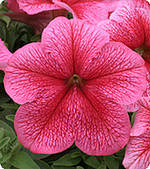 Петунія Вертуоз Стравбері 250 н. Petunia F1 (Petunia grandiflora)