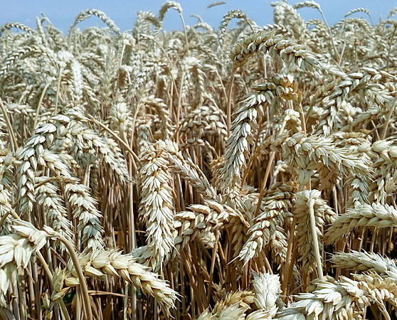 Джерсі насіння озимої пшениці, KWS (КВС), безоста, Перша репродукція