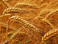 Чернявая семена озимой пшеницы, НАН, безостая, Элита