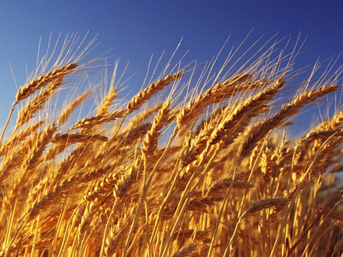 Квебек-117 насіння озимої пшениці, Канада, безоста, Перша репродукція