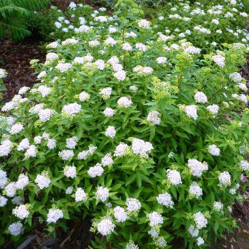 Саджанці Спіреї японської Альбіфлора (Spiraea japonica Albiflora) Р9