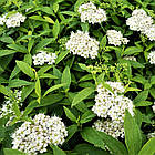 Саджанці Спіреї японської Альбіфлора (Spiraea japonica Albiflora) Р9, фото 2