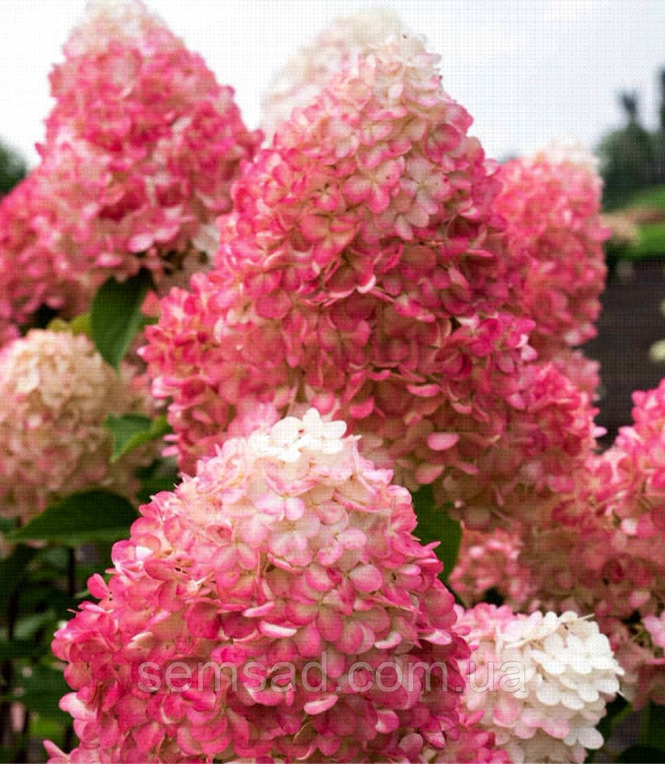 Гортензія волотиста Лівінг Распберрі Пінк \ Hydrangea Living Raspberry Pink (саджанці 3 роки) Новинка