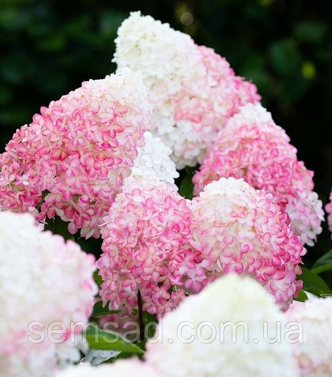 Гортензія волотиста Лівінг Пінк енд Роуз \ Hydrangea Living Pink & Rose (саджанці 3 роки С5л ) Новинка