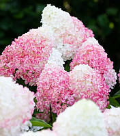 Гортензия метельчатая Ливинг Пинк энд Роуз \ Hydrangea Living Pink & Rose ( саженцы 3 года С5л ) Новинка