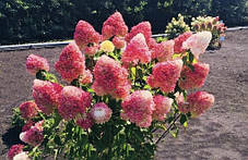 Гортензія волотиста Лівінг Пінк енд Роуз \ Hydrangea Living Pink & Rose (саджанці 3 роки С5л ) Новинка, фото 3