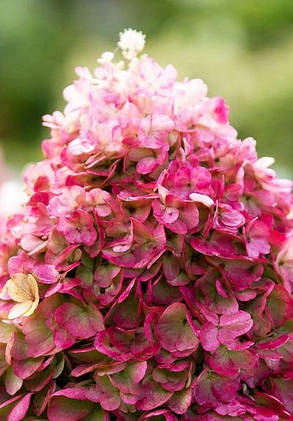 Гортензія волотиста Ливинг Пінкі Проміс \ Hydrangea Living Pinky Promise (саджанці 4 роки) Новинка, фото 3