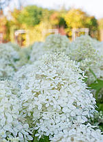 Гортензія волотиста Лівінг Рояль Флауер \ Hydrangea Living Royal Flower ( саджанці 3 - 4 роки С5л ), фото 4