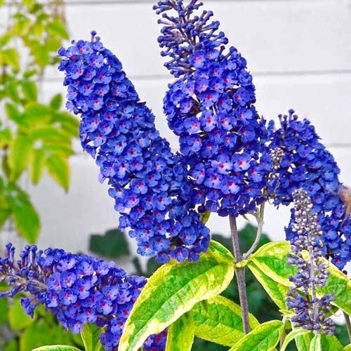 Саджанці Буддлеї давида Емпайр Блю (Buddleja davidii Empire blue) Р9