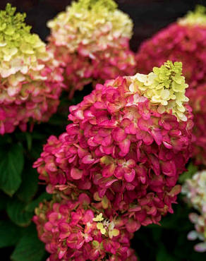 Гортензія волотиста Лівінг Колорфул Коктейль \ Hydrangea Living Colorful Cocktail (саджанці 2 роки ) Новинка, фото 3