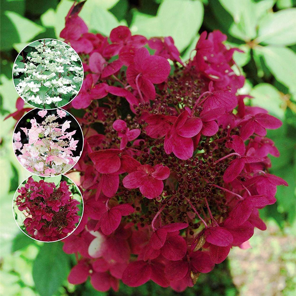 Саджанці Гортензії волотистої Вімс Ред (Hydrangea paniculata Wim's Red) Р9