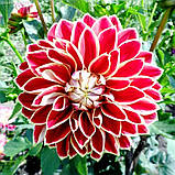 Георгіна (жоржина) високоросла Maxime, полуниці, фото 2