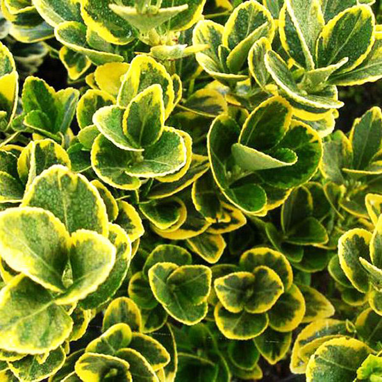Бересклет японський Оватус Ауреус / Euonymus Ovatus Aureus