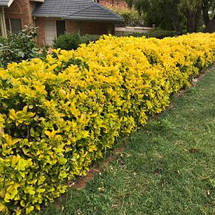Бересклет японський Оватус Ауреус / Euonymus Ovatus Aureus, фото 3