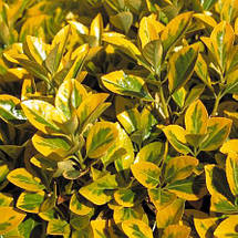 Бересклет японський Оватус Ауреус / Euonymus Ovatus Aureus, фото 4