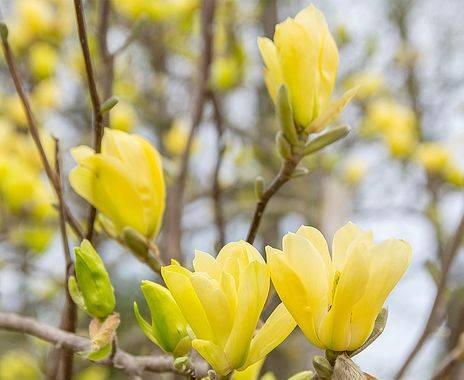 Магнолія бруклінська Yellow Bird 3 річна, Магнолия бруклинская Єллоу Бьорд, Magnolia brooklynensis, фото 1