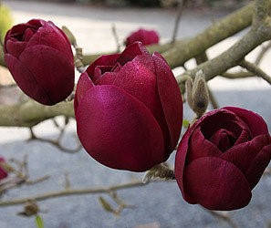 Магнолія Black Tulip 4 річна, Магнолія гібридна Блек Туліп / Тюліп, Magnolia Black Tulip, фото 1