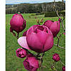 Магнолія Black Tulip 4 річна, Магнолія гібридна Блек Туліп / Тюліп, Magnolia Black Tulip, фото 7