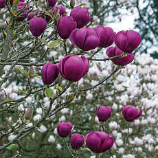 Магнолія Black Tulip 4 річна, Магнолія гібридна Блек Туліп / Тюліп, Magnolia Black Tulip, фото 6