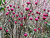Магнолія Black Tulip 4 річна, Магнолія гібридна Блек Туліп / Тюліп, Magnolia Black Tulip, фото 9