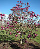Магнолія Black Tulip 4 річна, Магнолія гібридна Блек Туліп / Тюліп, Magnolia Black Tulip, фото 8