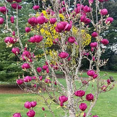 Магнолія Black Tulip 4 річна, Магнолія гібридна Блек Туліп / Тюліп, Magnolia Black Tulip, фото 3