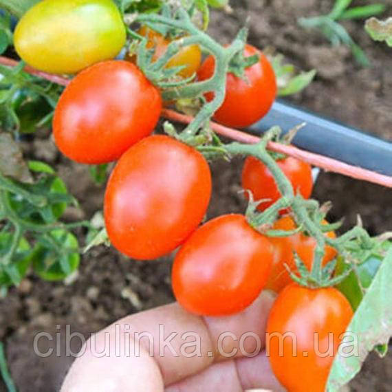 Сонячний Март. Насіння Томат Цукерки Забороненого міста (чоррі) 20 се, фото 1