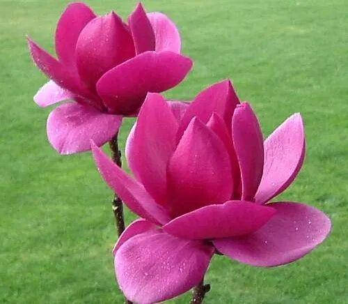 Магнолія Cleopatra 3 річна, Магнолия гибридная Клеопатра, Magnolia Cleopatra, фото 1