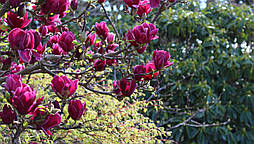 Магнолія Cleopatra 3 річна, Магнолия гибридная Клеопатра, Magnolia Cleopatra, фото 5
