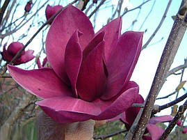 Магнолія Cleopatra 3 річна, Магнолия гибридная Клеопатра, Magnolia Cleopatra, фото 4