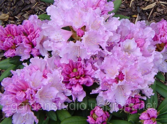 Рододендрон якушиманський Керолайн Альбрук (Rhododendron Caroline Allbrook)