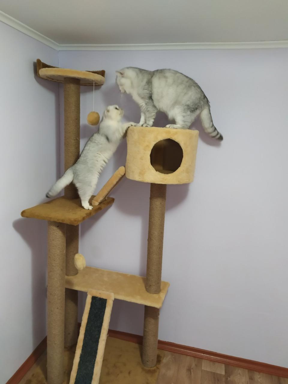 Ігровий комплекс для котиків,  50 * 70 см, h- 180 см, фото 1